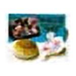 Florida Marine Research Shells for Hermit Crabs - Large - 2 pk