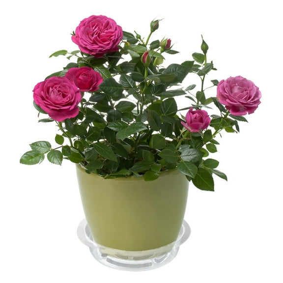 SHZAITOR 5/10 Pcs Plastic Plant Saucer Flower Trays Plastic Plant Saucer Drip Trays for Pot Indoors Outdoor