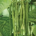 thumbnail image 5 of Burpee Kentucky Wonder Pole Bean, Plant Seeds for Home Garden, 5 of 5
