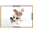 thumbnail image 3 of Pig Kune Kune Cross Gloucester Old Spot Piglet, Animals Scenic Framed Art Print Wall Art Sold by Art.Com, 3 of 6