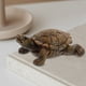 thumbnail image 4 of Resina Craft Turtle Figurine Simulación de decoración de tortugas Figura de tortuga falsa, 4 of 4