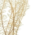 thumbnail image 5 of Vickerman 26" Bleached Fern - Andares, 4 oz per pack, Dried, 5 of 6