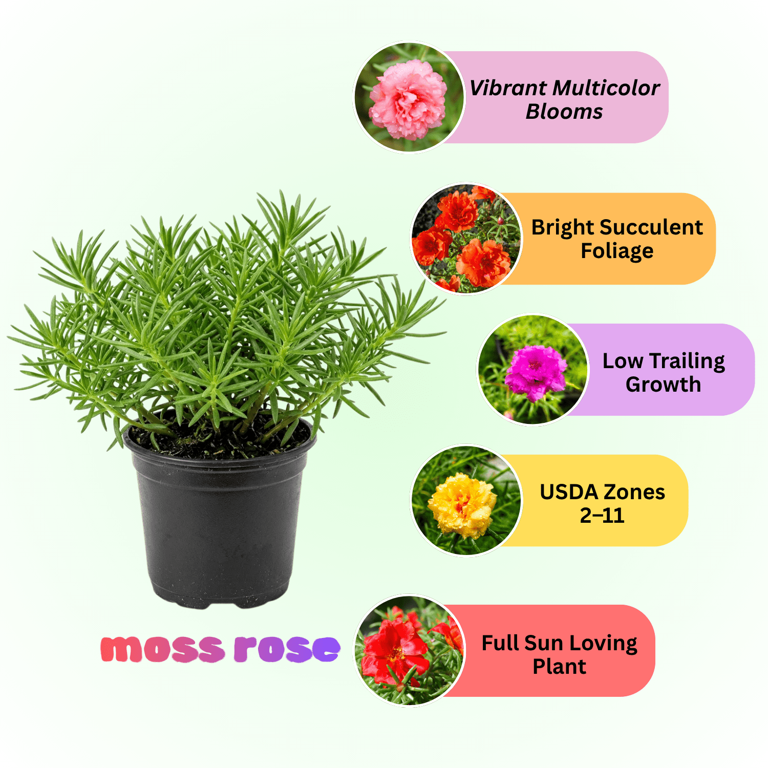 Moss Rose Portulaca Live Plant, Moss Rose Flower Plant, Random Color Blooms in 4 Inch Pot, 4-6 Inches in Height, Perennial Flower Plant