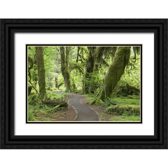 Paulson, Don 32x23 Black Ornate Wood Framed with Double Matting Museum Art Print Titled - WA, Olympic NP Hall of Mosses Trail