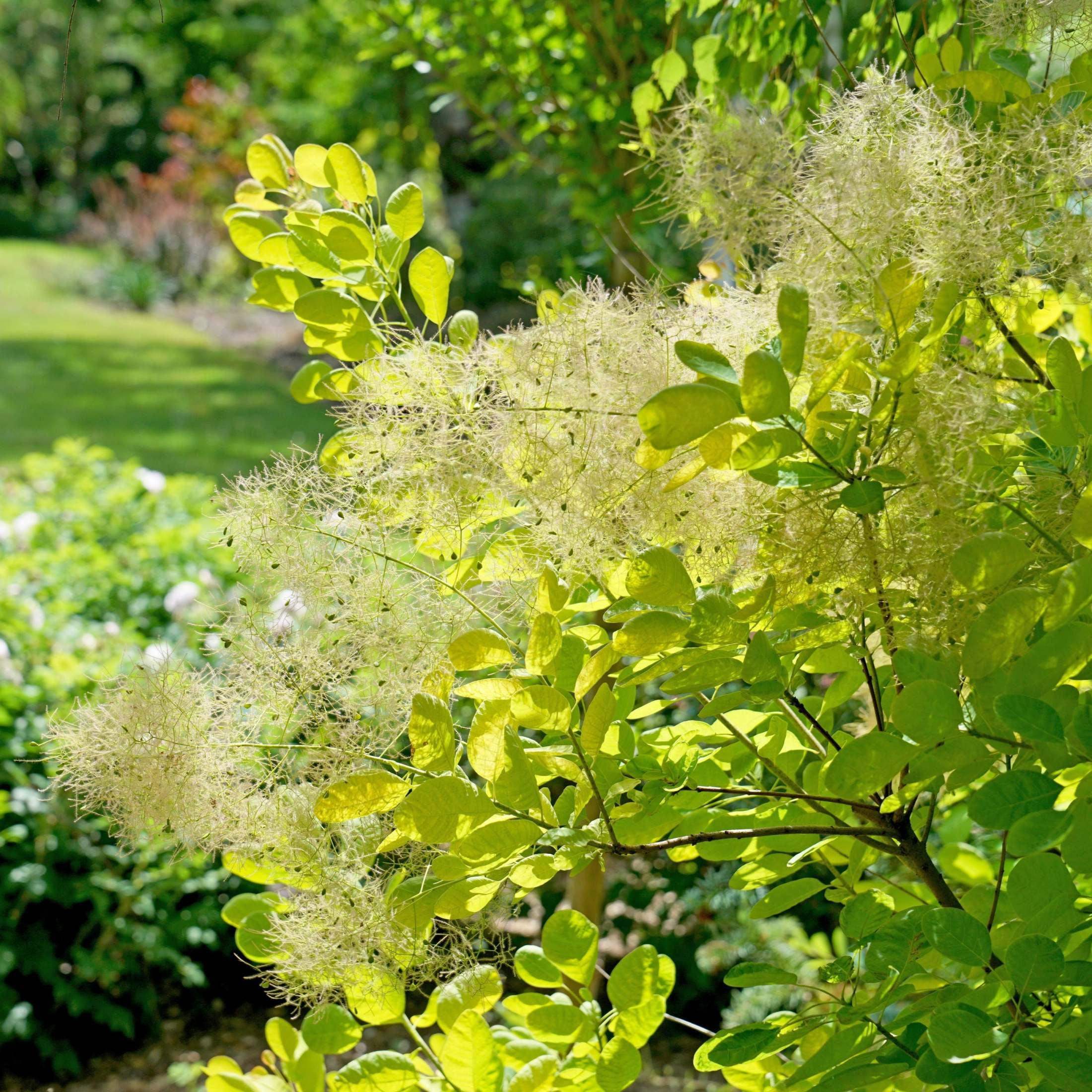 Proven Winners ColorChoice 5" Multicolor Winecraft Gold Smokebush Live Plant in 4.5" Pot (4 Count)