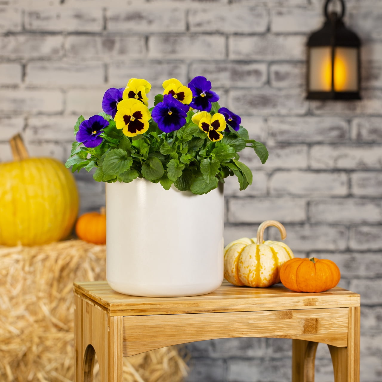 Expert Gardener 2.5QT Purple Yellow Pansy Live Annual Plant Sun 3-Pack