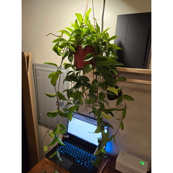 6 inch Pot - XL big size Hanging, Hoya Carnosa Jade Easy Care low maintenance- Get similar