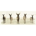 thumbnail image 3 of Popp, Grace 14x8 Black Modern Framed Museum Art Print Titled - Deer Line I, 3 of 5