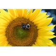 thumbnail image 6 of 50 HOPI COMMON SUNFLOWER Helianthus Annuus Flower Seeds, 6 of 10