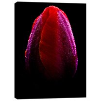 Cortesi Home ''Wet'' by Darren White Graphic Art on Wrapped Canvas