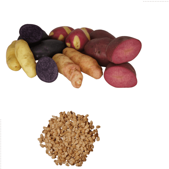 60 TPS True Potato Seeds Purple Red Yellow Potatoes Seeds Mixed Potato Heirloom Vegetable Seeds for Growing, Tiny Seed