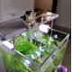 thumbnail image 4 of Lindo Gato Paisajismo Pesca Ornamento S Coche Interior Decoraciones, 4 of 9