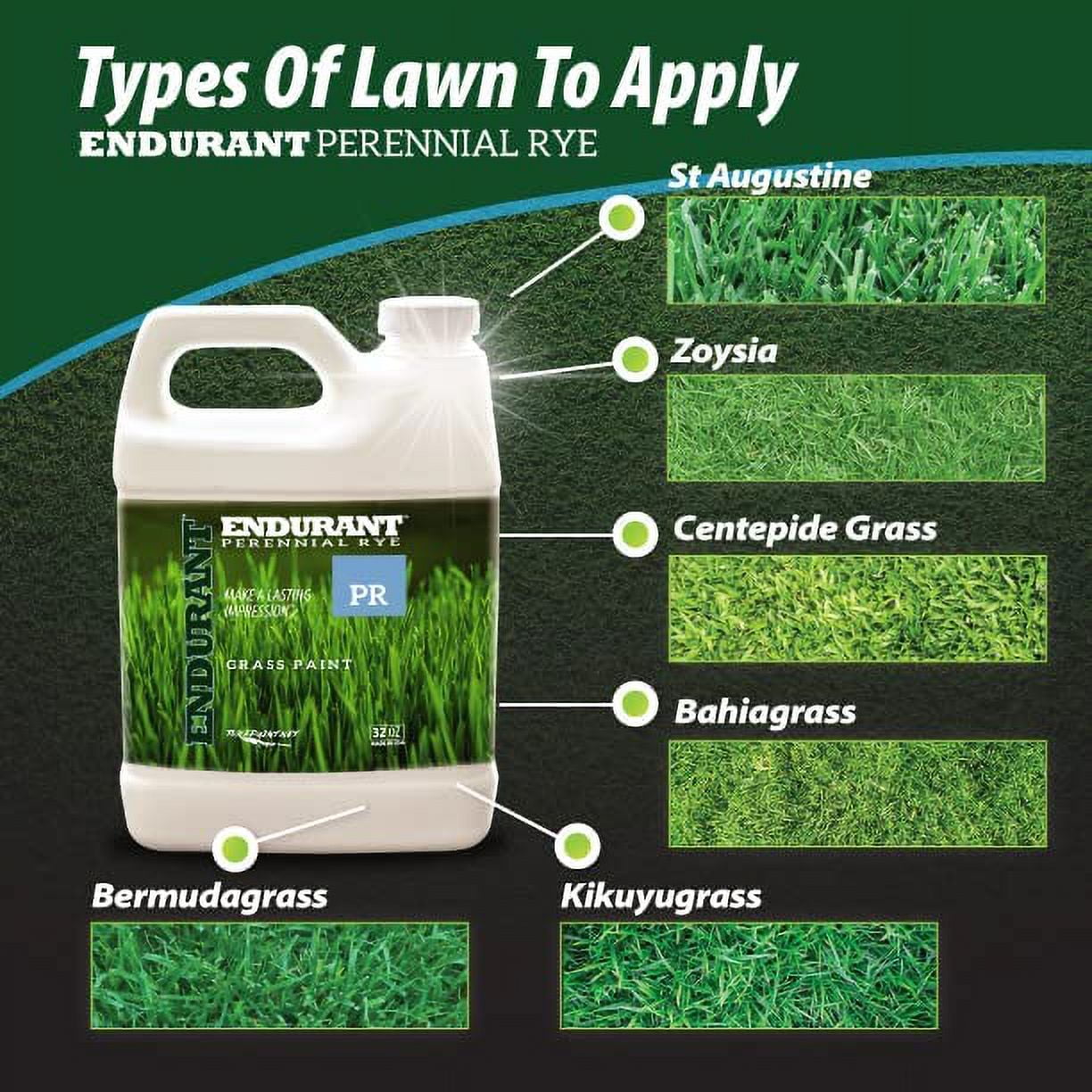 Endurant Perennial Rye Light green grass lawn colorant
