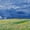 Wheatfields Under Thunderclouds, variant on Elephant Stock Undergrowth With Two Figures Wall Art - Horizontal Multi Panel Canvas - Living Room Wall Decor - Nature Multi Panel - Green And Blue Decor By Vincent Van Gogh - 26" x 12"