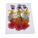 thumbnail image 5 of Bolsa y Hojas para Fabricación de Tarjetas Soledad Decoración de Teléfono Residencial Flores Secas Prensadas Naturales 2 a 3 cm, 5 of 10