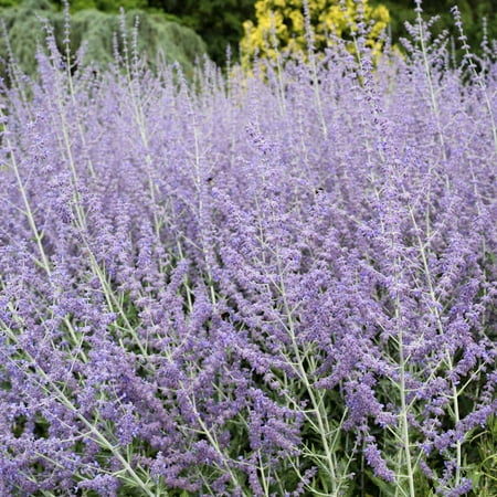 Perovskia Russian Sage Seeds - Blue Steel - 100 Seeds - Blue Flower - Drought Tolerant Landscape Plant - Perovskia (Best Drought Tolerant Ground Cover)