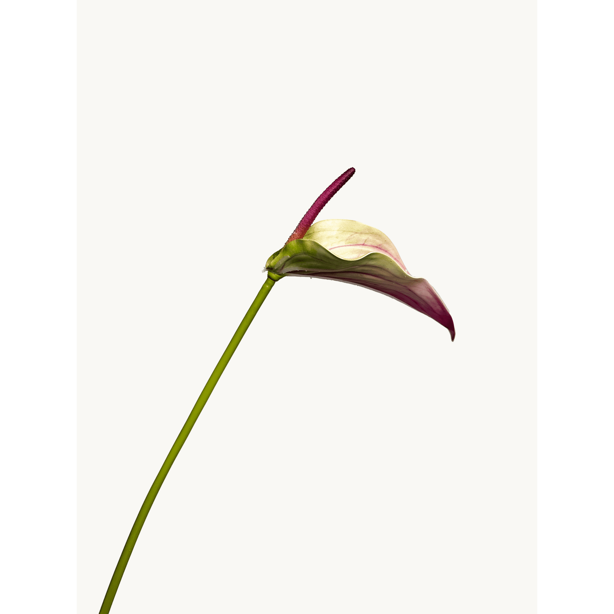Amaranton 28" Realistic Anthurium with Spadix - Purple   5pcs Artificial Flowers Bouquet for Gift Home Decor Indoor Outdoor Anthurium flower Fake Floral Arrangements