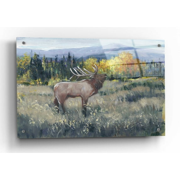 Epic Art 'Rocky Mountain Elk II' by Tim O'Toole, Acrylic Glass Wall Art, 36"x24"