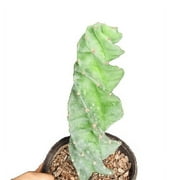 Cereus Forbesii Spiralis Tornado Cactus Spiral Cactus about 12 Inch