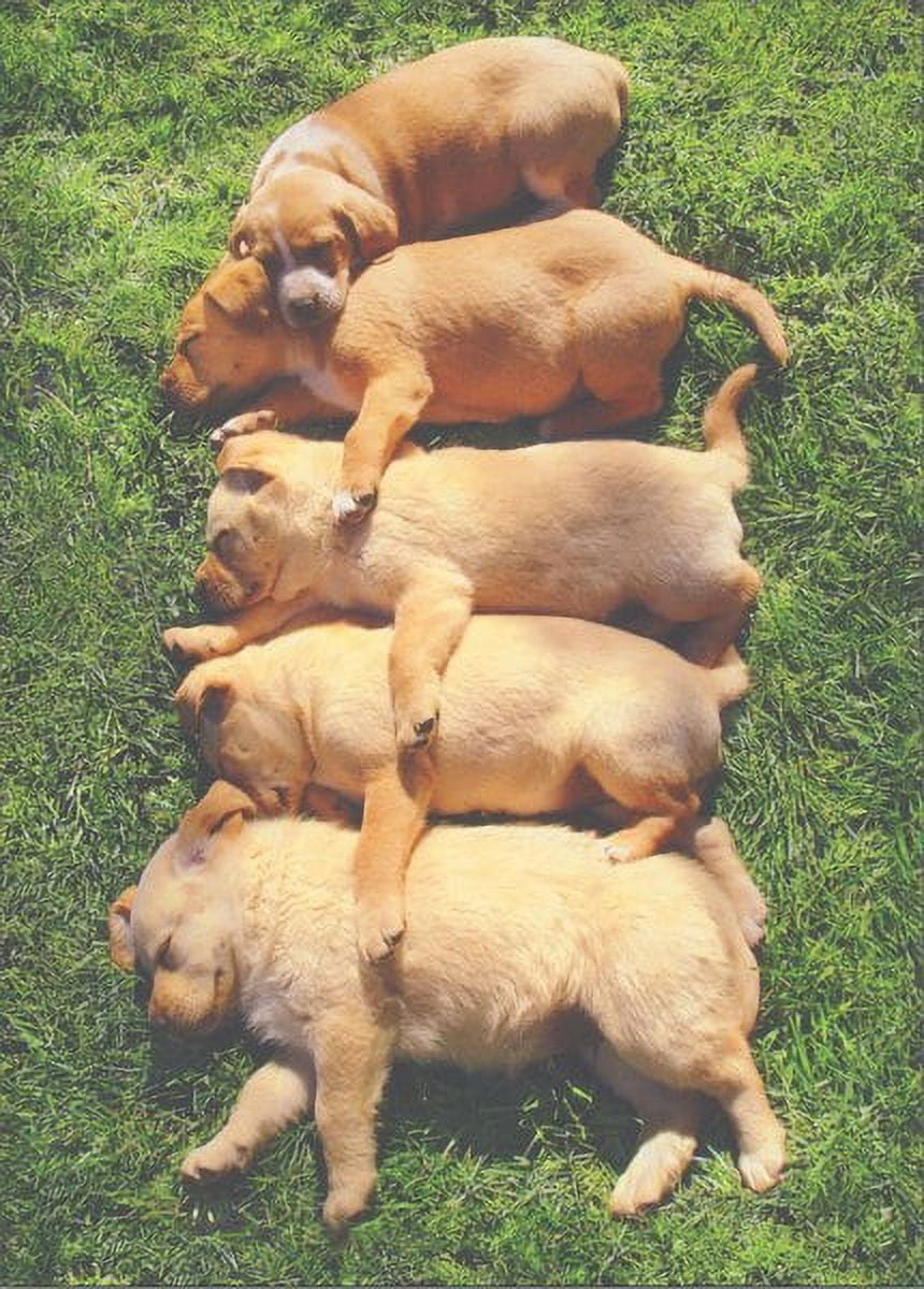 Funny Rooster Hangover Birthday Card By Avanti Press - Humorous Greeting Card