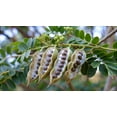 thumbnail image 4 of Moringa Tree Seeds for Growing - Grow Moringa Seeds to Eat - Moringa Plant Tree Seedlings - The Tree of Life, Moringa Oleifera (100 Seeds), 4 of 5