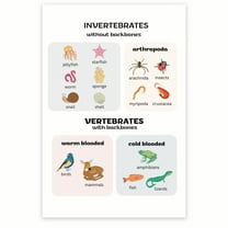 Invertebrates and Vertebrates Poster - Animal Science Poster - Zoology Wall Decor - Science Education Print - Classroom 12 x 18 Inch Poster - Unframed - Premium 100lb Gloss - Made In USA - BMCP0364