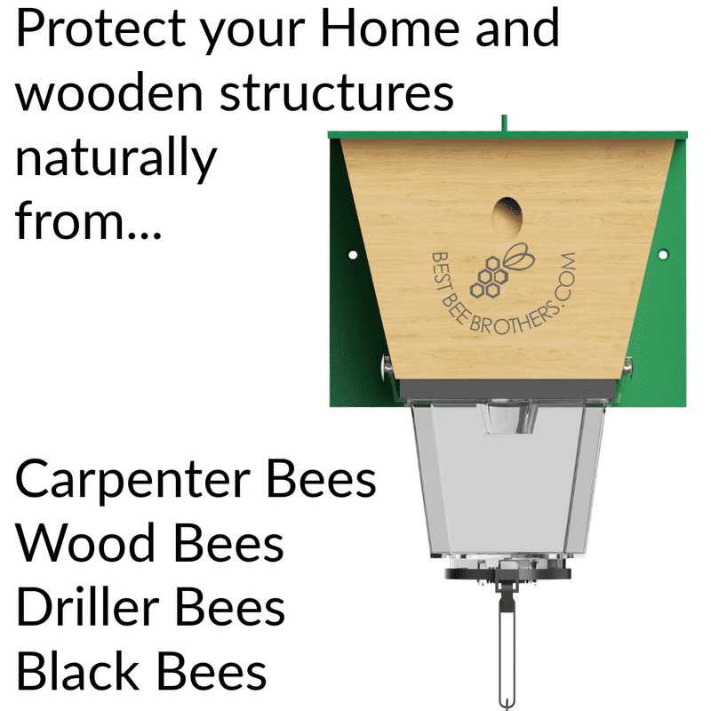 Best Bee Brothers Ultimate Pro Carpenter Bee Trap for Outside with Extra-Large, Clear External Bee Vault & Spring-Loaded Door, 4.2” D x 5.8” W x 7.5” H, 2 Pack