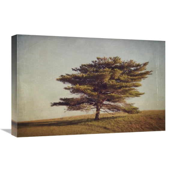 Global Gallery's 'Windward Tree' By Katherine Gendreau Stretched Canvas Wall Art
