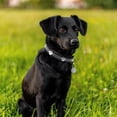 thumbnail image 2 of YSTINNG Reflective Dog Collar with Cute Paw Rivet Studded Funny Soft PU Leather Adjustable Puppy Dog Collars for Small Medium Large Dogs Cats (Black,XX-Large) YD72-347, 2 of 7