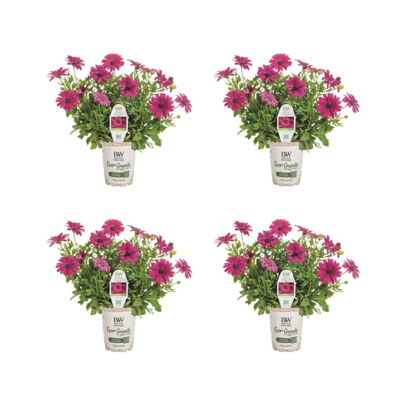 Proven Winners 4" Bright Lights Purple African Daisy Live Plant in 4.25" Pot (4 Count)