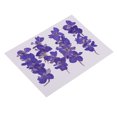 thumbnail image 1 of 20 Piezas Secas Reales Prensadas para Artesanías de DIY Sunnimix Flores secas prensadas reales, 1 of 8