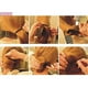 thumbnail image 5 of 2x 2 Piezas de Peinado Del Cabello Francés, Herramienta de Soporte Cabello, Joyería Nupcial, Accesorios Cabello Colco Pinzas para el peinado del cabello, 5 of 8