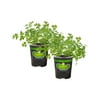 Bonnie Plants Italian (Flat) Parsley 19.3 oz. 2-Pack