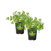 Bonnie Plants Italian (Flat) Parsley 19.3 oz. 2-Pack