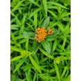 thumbnail image 5 of Butterfly Milkweed, 5 of 5