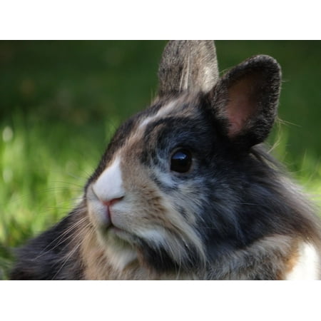 Canvas Print Cute Dwarf Bunny Hare Dwarf Rabbit Nager Pet Stretched Canvas 10 x