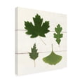thumbnail image 2 of Trademark Fine Art 'Leaf Chart II Shiplap' Canvas Art by Wild Apple Portfolio, 2 of 4