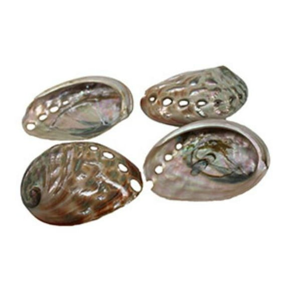 U.S. Shell 08026 Polished Small Abalone, Red - 4 Piece
