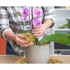 Natural Sphagnum Moss, Long Fiber Orchid Moss Potting Mix, Dried Sphagnum Moss for Indoor Plants, Orchid Repotting, Succulent, Carnivorous Plants, Terrarium and Reptiles