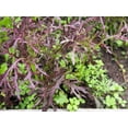 thumbnail image 6 of 200 Seeds RED Streaked MIZUNA MUSTARD Japanese Greens Brassica Juncea Vegetable Seeds, 6 of 8