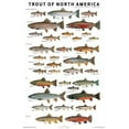 thumbnail image 1 of Trout of North America Poster, 1 of 1