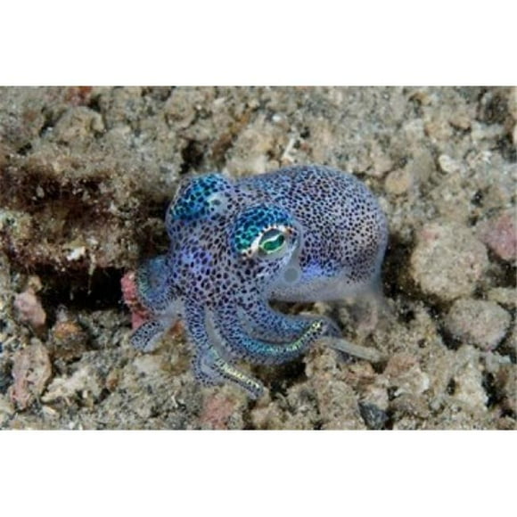 Danita Delimont PDDAS11BJA0067 Bobtail Squid Marine Life Poster Print by Jaynes Gallery, 26 x 18