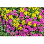 150 MIXED SEDUM Stonecrop Succulent Groundcover Red White Yellow Pink Purple Flower Seeds