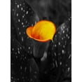 thumbnail image 2 of Phillip, Jamie 19x24 Black Ornate Wood Framed with Double Matting Museum Art Print Titled - Midnight Glow, 2 of 4