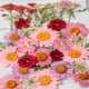 thumbnail image 3 of Flores secas naturales plantas hechas a mano de hojas de arte de hojas bien conservadas decoración flores prensadas decorativas para maquillaje facial tipo 2 Yuarrent HA010801-02, 3 of 7