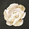 thumbnail image 2 of Isabelle Z 26x26 Gold Ornate Wood Framed with Double Matting Museum Art Print Titled - White Blooming Flower II, 2 of 4