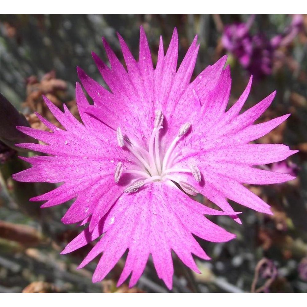 Dianthus gratianopolitanus 'Fire Witch' Dianthus gratianopolitanus