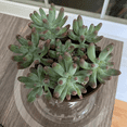 thumbnail image 5 of Jelly Beans, Sedum Pachyphyllum Rose, Live Succulent In 2" Pot, 5 of 5