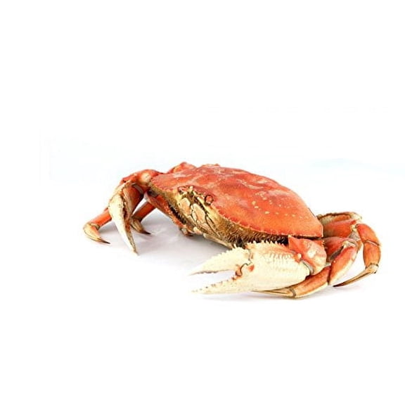 Wallmonkeys Dungeness Crab Wall Decal Peel and Stick Graphic (60 in W x 40 in H) WM31718