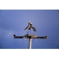 thumbnail image 2 of Williams, Joanne 18x13 White Modern Wood Framed Museum Art Print Titled - FL, Great blue herons on nest atop a structure, 2 of 4